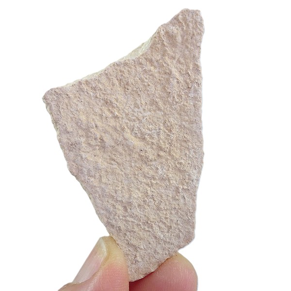 Aepyornis sp. - Imagen 2