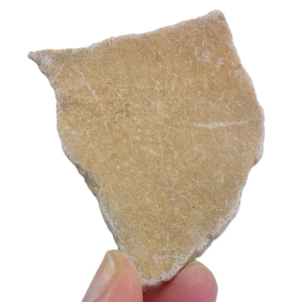 Aepyornis sp. - Imagen 3