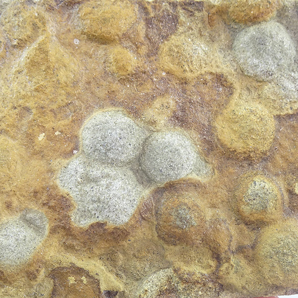 Nemiana simplex - Imagen 2