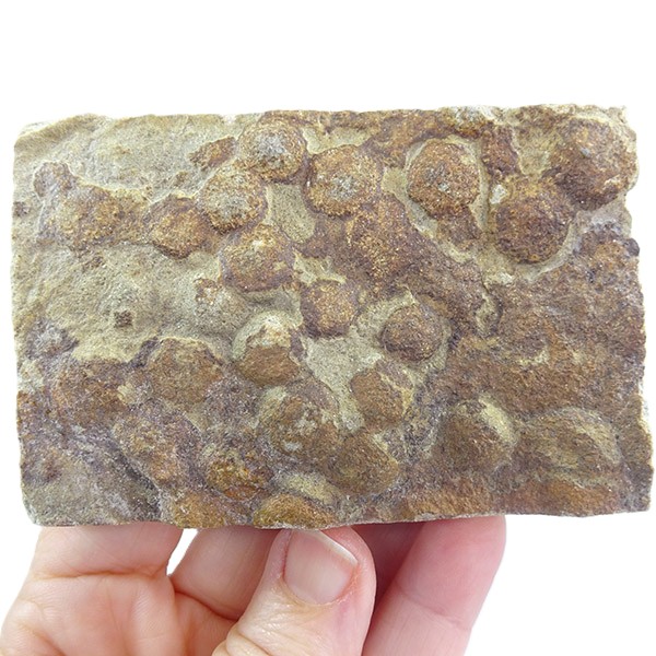 Nemiana simplex - Imagen 2