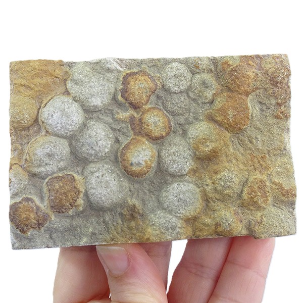 Nemiana simplex - Imagen 2