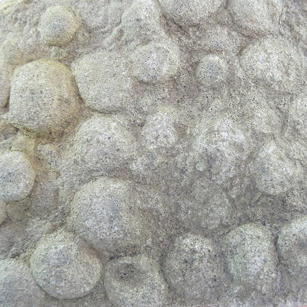 Nemiana simplex - Imagen 2