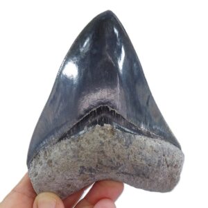 Carcharocles megalodon
