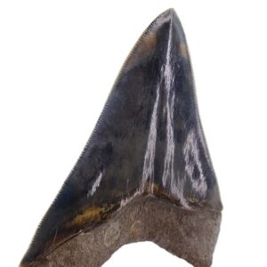 Carcharocles megalodon