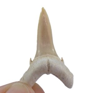 Striatolamia macrota