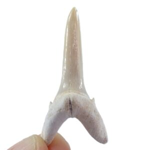 Striatolamia macrota