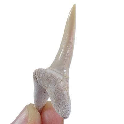 Striatolamia macrota - Imagen 2