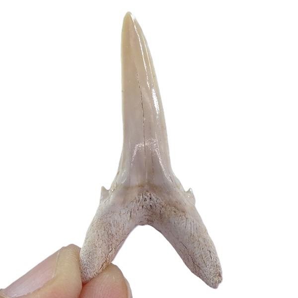 Striatolamia macrota - Imagen 3