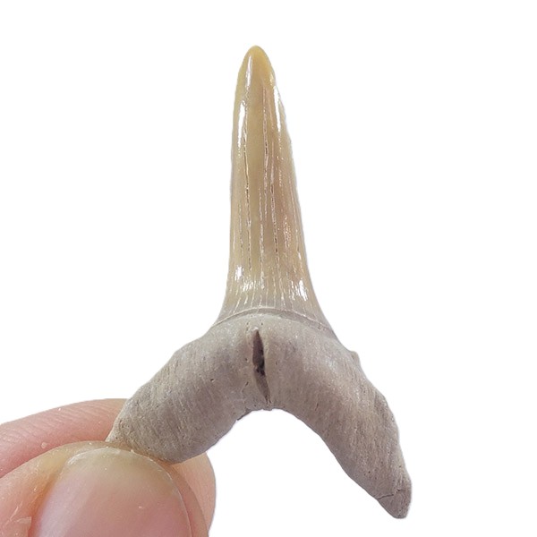 Striatolamia macrota