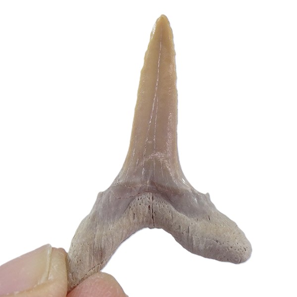 Striatolamia macrota - Imagen 3