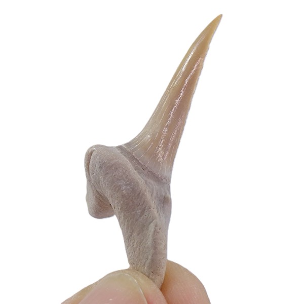 Striatolamia macrota - Imagen 4