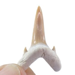 Striatolamia macrota