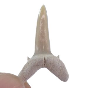 Striatolamia macrota