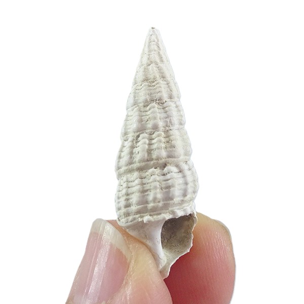 Terebralia bidentata - Imagen 2