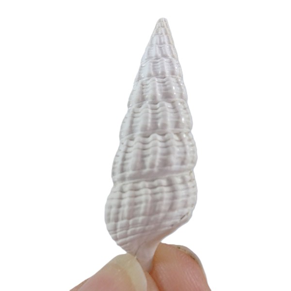 Terebralia bidentata