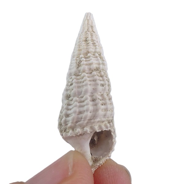 Terebralia bidentata - Imagen 2