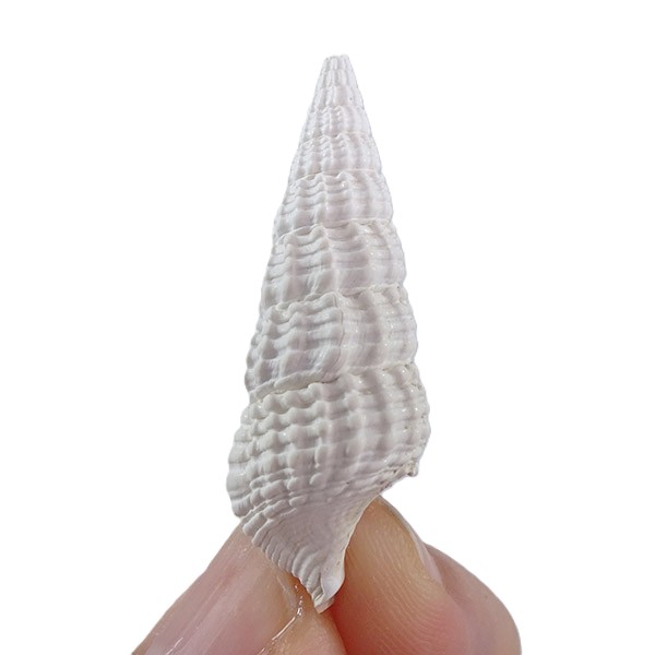 Terebralia bidentata