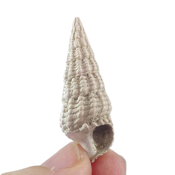 Terebralia bidentata - Imagen 2