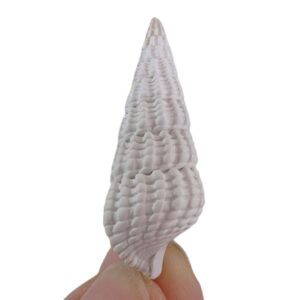 Terebralia bidentata