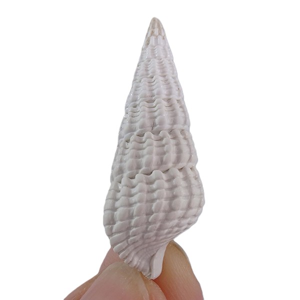 Terebralia bidentata