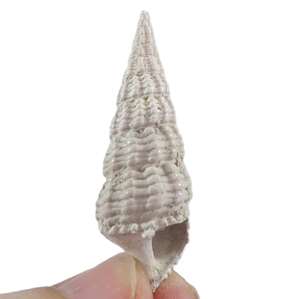 Terebralia bidentata VENDIDO - Imagen 2