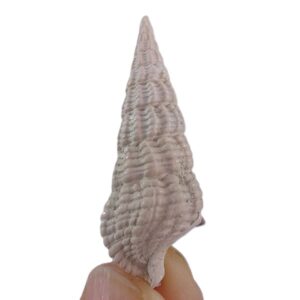 Terebralia bidentata