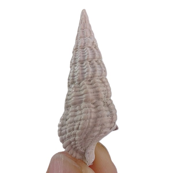 Terebralia bidentata VENDIDO