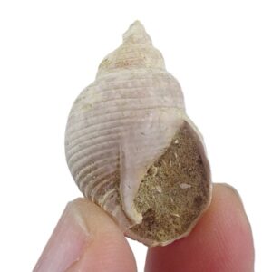 Nassarius campanyoi  VENDIDO