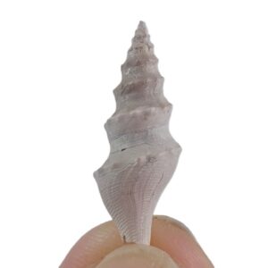 Turricula (Surcula) dimidiata