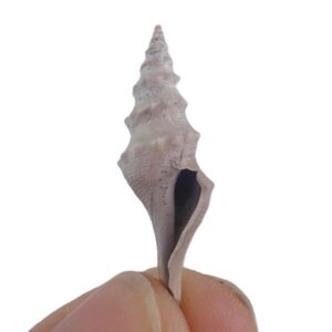 Turricula (Surcula) dimidiata