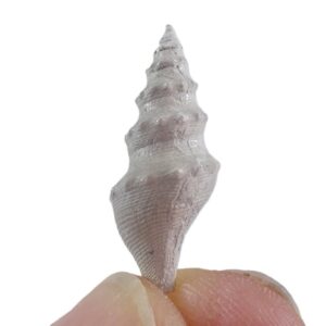 Turricula (Surcula) dimidiata