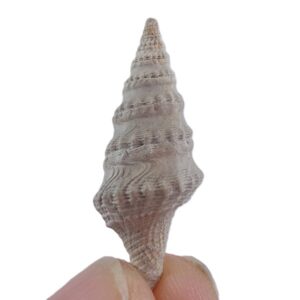 Clavatula (Clavatula) interruptas