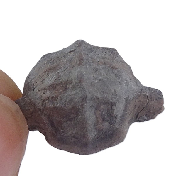 Bellerophon (Pharkidonotus) percarinatus