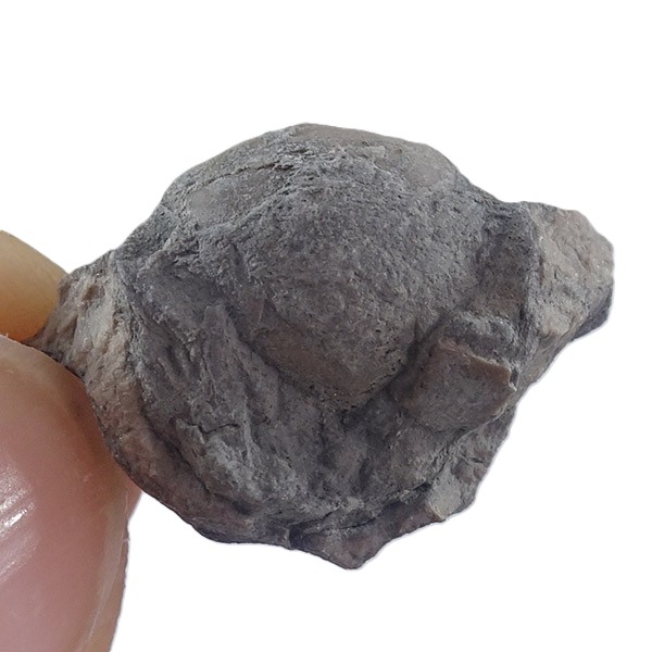 Bellerophon (Pharkidonotus) percarinatus - Imagen 2