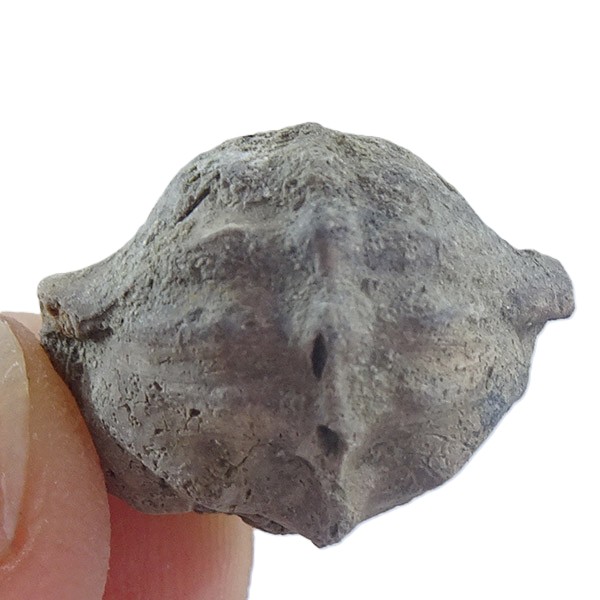 Bellerophon (Pharkidonotus) percarinatus