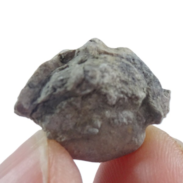 Bellerophon (Pharkidonotus) percarinatus - Imagen 2