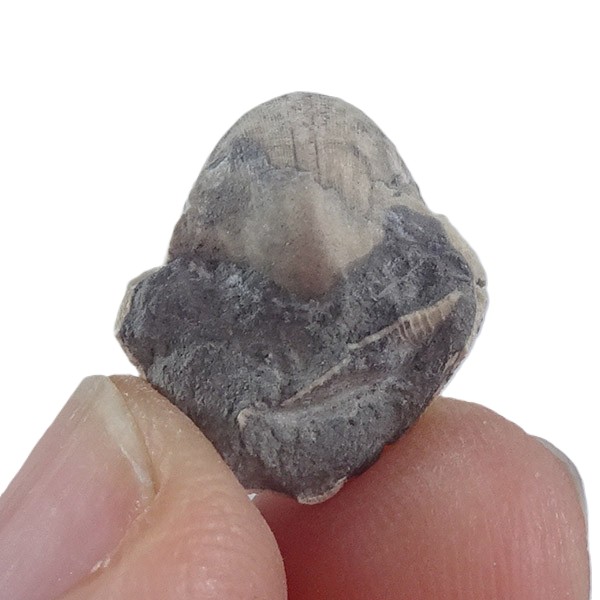 Bellerophon crassus - Imagen 2