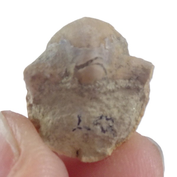 Bellerophon crassus - Imagen 2