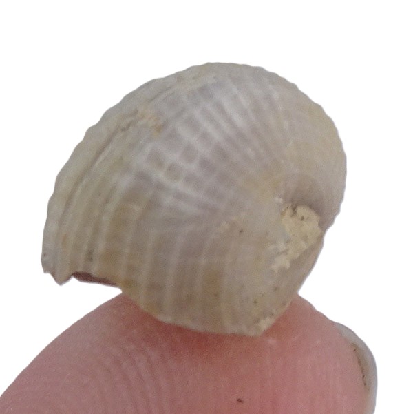 Bellerophon crassus - Imagen 3