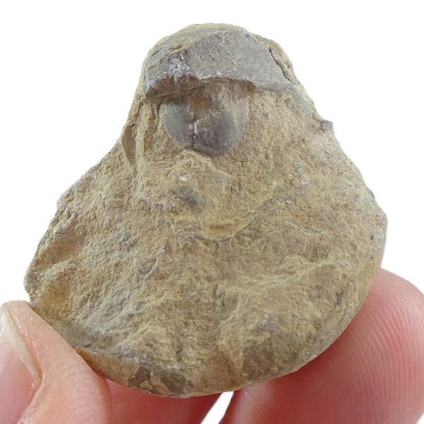 Bellerophon crassus - Imagen 2