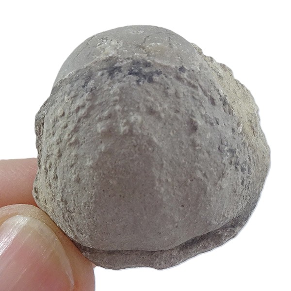 Bellerophon crassus - Imagen 3