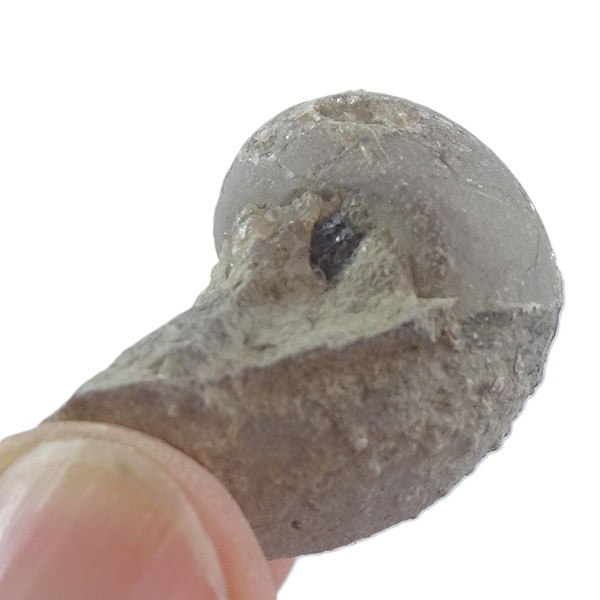 Bellerophon crassus - Imagen 2