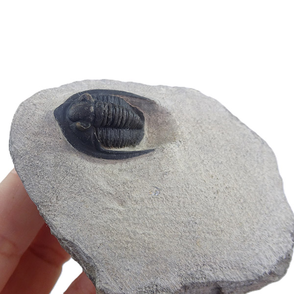 Diademaproetus antatlasius - Imagen 4