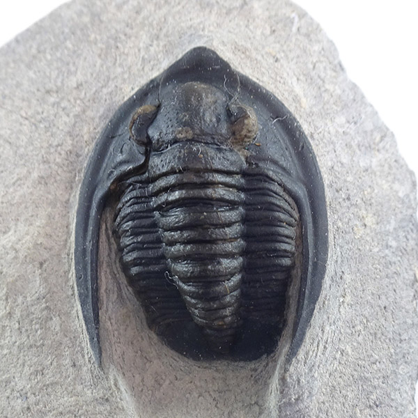 Diademaproetus antatlasius - Imagen 3