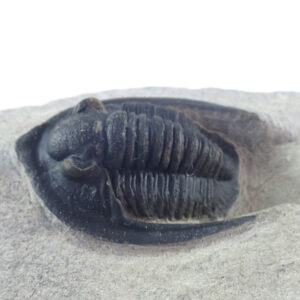 Diademaproetus antatlasius