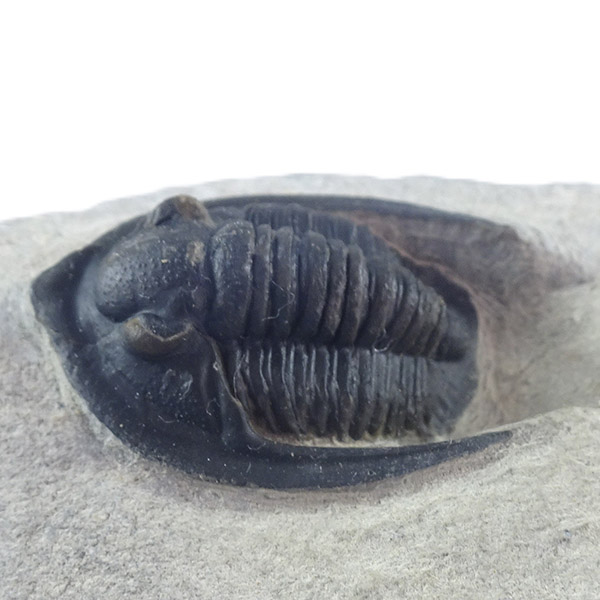 Diademaproetus antatlasius