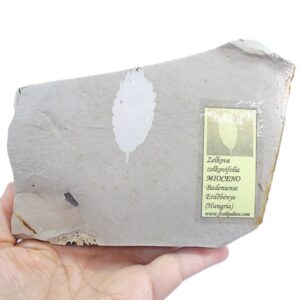 Zelkova zelkovifolia