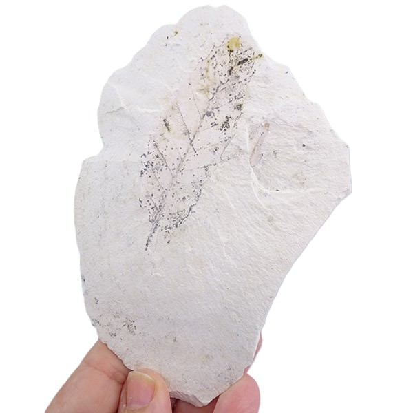 Castanea sp. - Imagen 2