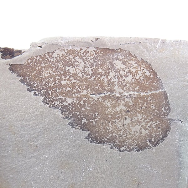 Ostrya oeningensis - Imagen 2