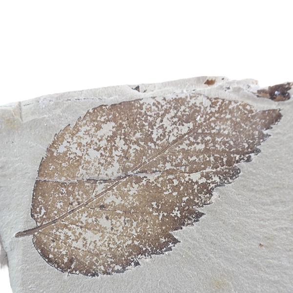 Ostrya oeningensis - Imagen 2